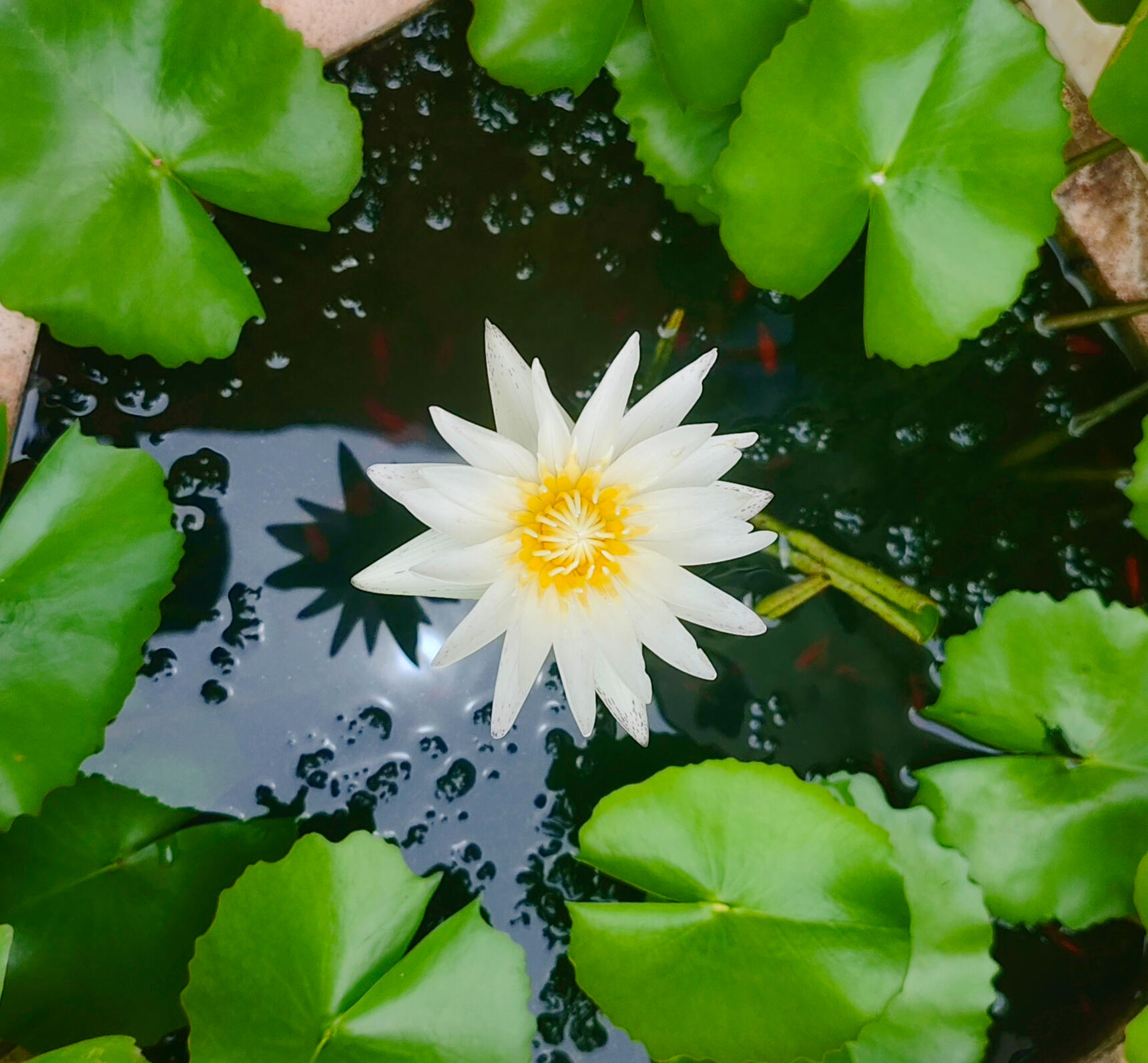 White Lotus Boat Bangkok Magic Moonlight